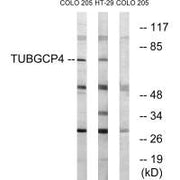 Western blot analysis of extracts from COLO cells and HT-29 cells, using TUBGCP4 antibody.