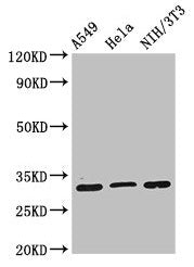 Western Blot Positive WB detected in: A549 whole cell lysate, Hela whole cell lysate, NIH/3T3 whole cell lysate All lanes: RPS2 antibody at 2µg/ml Secondary Goat polyclonal to rabbit IgG at 1/50000 dilution Predicted band size: 32 kDa Observed ban...