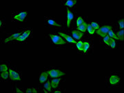 Immunofluorescence staining of Hela cells with CSB-PA020400LA01HU at 1:100, counter-stained with DAPI. The cells were fixed in 4% formaldehyde, permeabilized using 0.2% Triton X-100 and blocked in 10% normal Goat Serum. The cells were then incubat...
