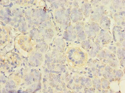 Immunohistochemistry of paraffin-embedded human pancreatic tissue using CSB-PA020402LA01HU at dilution of 1:100