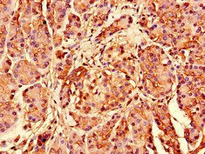 Immunohistochemistry of paraffin-embedded human pancreatic tissue using CSB-PA020407LA01HU at dilution of 1:100