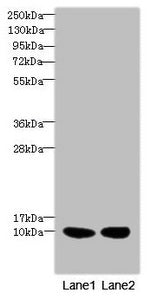 Western blot All lanes: RPS27antibody at 2.76ug/ml Lane 1: Mouse liver tissue Lane 2: MCF-7 whole cell lysate Secondary Goat polyclonal to rabbit IgG at 1/10000 dilution Predicted band size: 9 kDa Observed band size: 9 kDa