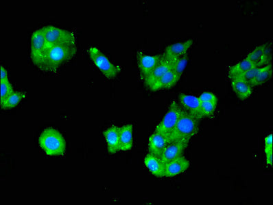 Immunofluorescent analysis of HepG2 cells using CSB-PA020432LA01HU at dilution of 1:100 and Alexa Fluor 488-congugated AffiniPure Goat Anti-Rabbit IgG(H+L)