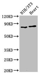 Western Blot Positive WB detected in: NIH/3T3 whole cell lysate, Rat heart tissue All lanes: RPS6KA3 antibody at 2ug/ml Secondary Goat polyclonal to rabbit IgG at 1/50000 dilution Predicted band size: 84 kDa Observed band size: 84 kDa