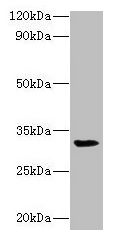 Western blot All lanes: RPSA antibody at 2µg/ml + Mouse small intestine tissue Secondary Goat polyclonal to rabbit lgG at 1/15000 dilution Predicted band size: 33 kDa Observed band size: 33 kDa