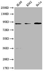 Western Blot Positive WB detected in: HL60 whole cell lysate, K562 whole cell lysate, Hela whole cell lysate All lanes: RPTN antibody at 1:1000 Secondary Goat polyclonal to rabbit IgG at 1/50000 dilution Predicted band size: 91 kDa Observed band s...
