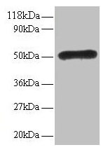 Western blot All lanes: LMO1 antibody at 2µg/ml Lane 1: EC109 whole cell lysate Lane 2: 293T whole cell lysate Secondary Goat polyclonal to rabbit IgG at 1/15000 dilution Predicted band size: 18 kDa Observed band size: 50 kDa