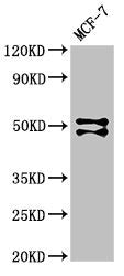Western Blot Positive WB detected in: MCF-7 whole cell lysate All lanes: RUNX1 antibody at 3µg/ml Secondary Goat polyclonal to rabbit IgG at 1/50000 dilution Predicted band size: 49, 51, 28, 29, 25, 21, 27, 52, 50, 38 kDa Observed band size: 49, 5...