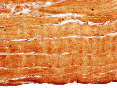 IHC image of CSB-PA020621LA01HU diluted at 1:300 and staining in paraffin-embedded human skeletal muscle tissue performed on a Leica BondTM system. After dewaxing and hydration, antigen retrieval was mediated by high pressure in a citrate buffer (...