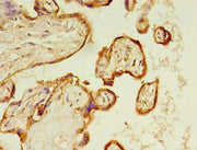 Immunohistochemistry of paraffin-embedded human placenta tissue using CSB-PA020624HA01HU at dilution of 1:100