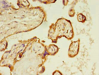 Immunohistochemistry of paraffin-embedded human placenta tissue using CSB-PA020624HA01HU at dilution of 1:100