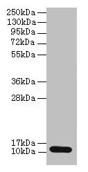 Western blot All lanes: S100A4 antibody at 2µg/ml + A549 whole cell lysate Secondary Goat polyclonal to rabbit IgG at 1/10000 dilution Predicted band size: 12 kDa Observed band size: 12 kDa