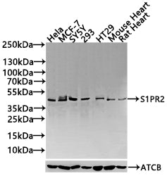 Western Blot Positive WB detected in: Hela whole cell lysate(30µg), MCF-7 whole cell lysate(30µg), SY5Y whole cell lysate(30µg), 293 whole cell lysate(30µg),HT29 whole cell lysate(30µg),Mouse Heart tissue lysate(30µg),Rat Heart tissue lysate(30µg)...