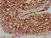 IHC image of CSB-PA020670LA01HU diluted at 1:400 and staining in paraffin-embedded human testis tissue performed on a Leica BondTM system. After dewaxing and hydration, antigen retrieval was mediated by high pressure in a citrate buffer (pH 6.0)....