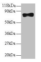 Western blot All lanes: Samhd1 antibody at 2µg/ml + 293T whole cell lysate Secondary Goat polyclonal to rabbit IgG at 1/10000 dilution Predicted band size: 76, 75 kDa Observed band size: 76 kDa