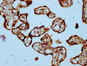 IHC image of CSB-PA020714LA01HU diluted at 1:300 and staining in paraffin-embedded human placenta tissue performed on a Leica BondTM system. After dewaxing and hydration, antigen retrieval was mediated by high pressure in a citrate buffer (pH 6.0)...