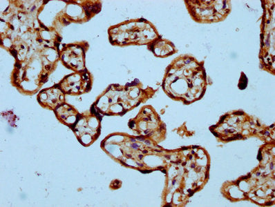 IHC image of CSB-PA020714LA01HU diluted at 1:300 and staining in paraffin-embedded human placenta tissue performed on a Leica BondTM system. After dewaxing and hydration, antigen retrieval was mediated by high pressure in a citrate buffer (pH 6.0)...