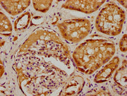 IHC image of CSB-PA020731LA01HU diluted at 1:100 and staining in paraffin-embedded human kidney tissue performed on a Leica BondTM system. After dewaxing and hydration, antigen retrieval was mediated by high pressure in a citrate buffer (pH 6.0)....