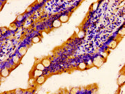 IHC image of CSB-PA020766LA01HU diluted at 1:400 and staining in paraffin-embedded human small intestine tissue performed on a Leica BondTM system. After dewaxing and hydration, antigen retrieval was mediated by high pressure in a citrate buffer (...