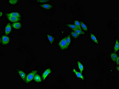 Immunofluorescent analysis of HepG2 cells using CSB-PA020811LA01HU at dilution of 1:100 and Alexa Fluor 488-congugated AffiniPure Goat Anti-Rabbit IgG(H+L)