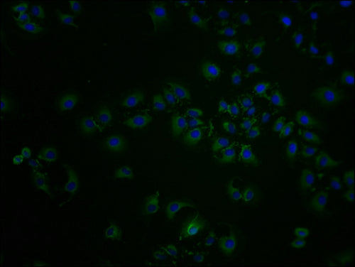 Immunofluorescence staining of A549 cells with CSB-PA020850LA01HU at 1:100, counter-stained with DAPI. The cells were fixed in 4% formaldehyde and blocked in 10% normal Goat Serum. The cells were then incubated with the antibody overnight at 4°C....