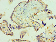 Immunohistochemistry of paraffin-embedded human placenta tissue using CSB-PA020856ESR1HU at dilution of 1:100