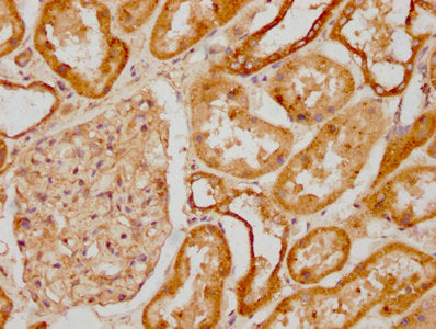 IHC image of CSB-PA020888HA01HU diluted at 1:1200 and staining in paraffin-embedded human kidney tissue performed on a Leica BondTM system. After dewaxing and hydration, antigen retrieval was mediated by high pressure in a citrate buffer (pH 6.0)....