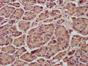 IHC image of CSB-PA020897LA01HU diluted at 1:300 and staining in paraffin-embedded human pancreatic tissue performed on a Leica BondTM system. After dewaxing and hydration, antigen retrieval was mediated by high pressure in a citrate buffer (pH 6....