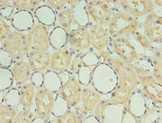Immunohistochemistry of paraffin-embedded human kidney tissue using CSB-PA020900LA01HU at dilution of 1:100