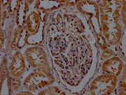 IHC image of CSB-PA020907LA01HU diluted at 1:200 and staining in paraffin-embedded human kidney tissue performed on a Leica BondTM system. After dewaxing and hydration, antigen retrieval was mediated by high pressure in a citrate buffer (pH 6.0)....