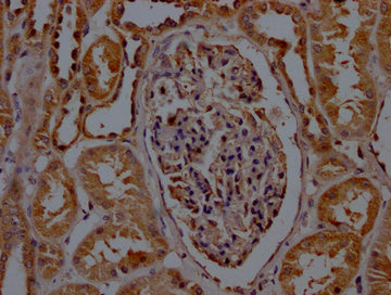 IHC image of CSB-PA020907LA01HU diluted at 1:200 and staining in paraffin-embedded human kidney tissue performed on a Leica BondTM system. After dewaxing and hydration, antigen retrieval was mediated by high pressure in a citrate buffer (pH 6.0)....