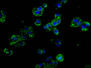Immunofluorescence staining of HepG2 cells with CSB-PA020978LA01HU at 1:100, counter-stained with DAPI. The cells were fixed in 4% formaldehyde, permeabilized using 0.2% Triton X-100 and blocked in 10% normal Goat Serum. The cells were then incuba...