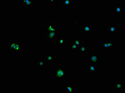 Immunofluorescence staining of MCF-7 cells with CSB-PA020992LA01HU at 1:100, counter-stained with DAPI. The cells were blocked in 10% normal Goat Serum and incubated with the antibody overnight at 4°C. The secondary antibody was Alexa Fluor 488-co...