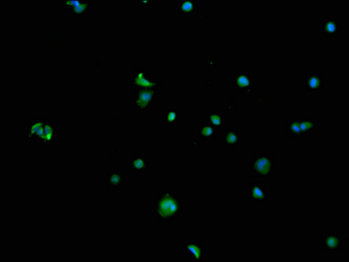 Immunofluorescence staining of MCF-7 cells with CSB-PA020992LA01HU at 1:100, counter-stained with DAPI. The cells were blocked in 10% normal Goat Serum and incubated with the antibody overnight at 4°C. The secondary antibody was Alexa Fluor 488-co...