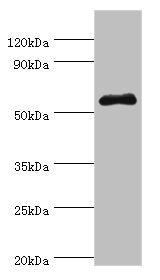 Western blot All lanes: SEMG1 antibody at 4ug/ml + Mouse gonad tissue Secondary Goat polyclonal to rabbit IgG at 1/10000 dilution Predicted band size: 53, 46 kDa Observed band size: 53 kDa
