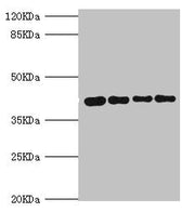 Western blot All lanes: SEPHS1 antibody at 3.05ug/ml Lane 1: Mouse liver tissue Lane 2: HepG2 whole cell lysate Lane 3: Mouse kidney tissue Lane 4: U251 whole cell lysate Secondary Goat polyclonal to rabbit IgG at 1/10000 dilution Predicted band s...
