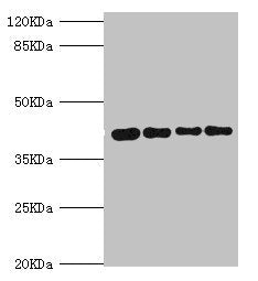Western blot All lanes: SEPHS1 antibody at 3.05ug/ml Lane 1: Mouse liver tissue Lane 2: HepG2 whole cell lysate Lane 3: Mouse kidney tissue Lane 4: U251 whole cell lysate Secondary Goat polyclonal to rabbit IgG at 1/10000 dilution Predicted band s...