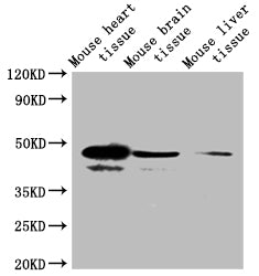 Western Blot Positive WB detected in: Mouse brain tissue, Mouse skeletal muscle tissue All lanes: SEPP1 antibody at 4ug/ml Secondary Goat polyclonal to rabbit IgG at 1/50000 dilution Predicted band size: 43 kDa Observed band size: 43, 40 kDa