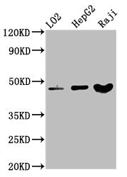 Western Blot Positive WB detected in: LO2 whole cell lysate, HepG2 whole cell lysate, Raji whole cell lysate All lanes: SERPINB2 antibody at 3.4µg/ml Secondary Goat polyclonal to rabbit IgG at 1/50000 dilution Predicted band size: 47 kDa Observed...