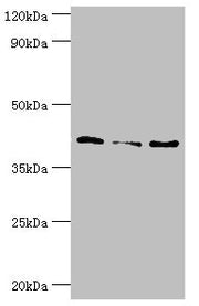 Western blot All lanes: Serpin B5 antibody at 10ug/ml Lane 1: HepG2 whole cell lysate Lane 2: Hela whole cell lysate Lane 3: A431 whole cell lysate Secondary Goat polyclonal to rabbit IgG at 1/10000 dilution Predicted band size: 43, 26 kDa Observe...