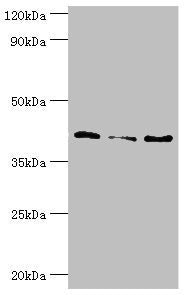 Western blot All lanes: Serpin B5 antibody at 10ug/ml Lane 1: HepG2 whole cell lysate Lane 2: Hela whole cell lysate Lane 3: A431 whole cell lysate Secondary Goat polyclonal to rabbit IgG at 1/10000 dilution Predicted band size: 43, 26 kDa Observe...