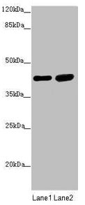 Western blot All lanes: SERPINB6 antibody at 0.4µg/ml Lane 1: Human placenta tissue Lane 2: HepG2 whole cell lysate Secondary Goat polyclonal to rabbit IgG at 1/10000 dilution Predicted band size: 43 kDa Observed band size: 43 kDa