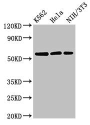 Western Blot Positive WB detected in: K562 whole cell lysate, Hela whole cell lysate, NIH/3T3 whole cell lysate All lanes: SESN1 antibody at 3µg/ml Secondary Goat polyclonal to rabbit IgG at 1/50000 dilution Predicted band size: 57, 64, 50 kDa Obs...