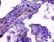 Immunohistochemistry of paraffin-embedded human placenta tissue using CSB-PA02109A0Rb at dilution of 1:50