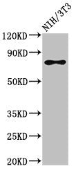 Western Blot Positive WB detected in: NIH/3T3 whole cell lysate All lanes: SFPQ antibody at 3ug/ml Secondary Goat polyclonal to rabbit IgG at 1/50000 dilution Predicted band size: 77, 73 kDa Observed band size: 77 kDa