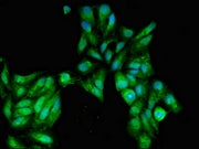 Immunofluorescent analysis of Hela cells using CSB-PA021139LA01HU at dilution of 1:100 and Alexa Fluor 488-congugated AffiniPure Goat Anti-Rabbit IgG(H+L)