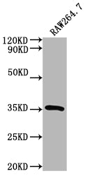 Western Blot Positive WB detected in: RAW264.7 whole cell lysate All lanes: Sftpa1 antibody at 1:2000 Secondary Goat polyclonal to rabbit IgG at 1/50000 dilution Predicted band size: 27 kDa Observed band size: 35 kDa