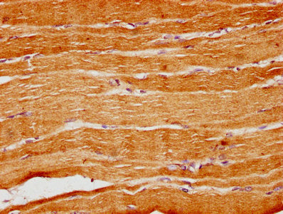 IHC image of CSB-PA021185LA01HU diluted at 1:300 and staining in paraffin-embedded human skeletal muscle tissue performed on a Leica BondTM system. After dewaxing and hydration, antigen retrieval was mediated by high pressure in a citrate buffer (...