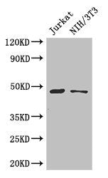 Western Blot Positive WB detected in: Jurkat whole cell lysate, NIH/3T3 whole cell lysate All lanes: SGK1 antibody at 3µg/ml Secondary Goat polyclonal to rabbit IgG at 1/50000 dilution Predicted band size: 49, 60, 51, 48, 53 kDa Observed band size...