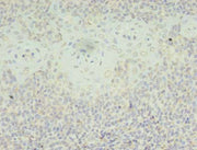 Immunohistochemistry of paraffin-embedded human tonsil tissue using CSB-PA021220LA01HU at dilution of 1:100
